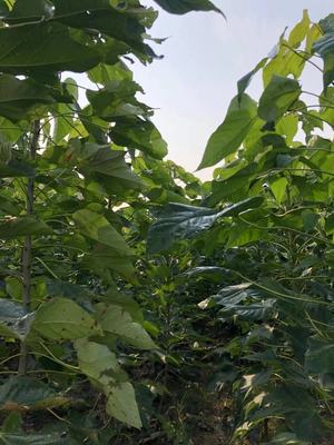 青岛宏豪苗木楸树繁育基地